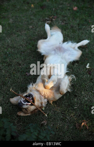 Un Happy dog sdraiata sulla schiena con un bastone nella sua bocca. Foto Stock