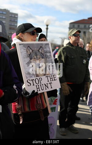 I manifestanti in un rally per fermare la caccia al lupo in Minnesota. Foto Stock