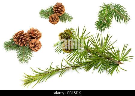 Rami di abete con coni isolati su sfondo bianco Foto Stock