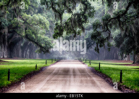 Alberi di quercia Branching su una strada di campagna, Avenue di querce, Boone Hall Plantation, Mt Pleasant, Carolina del Sud Foto Stock