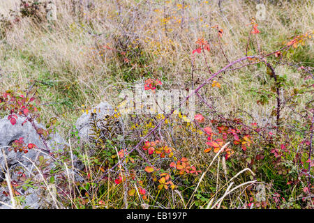 Vista autunnale del Krizevac (Cross) montagna a Medjugorje in Bosnia ed Erzegovina: marroncina alberi, erbe infestanti verdi, arancione e giallo di foglie e di rocce grigie Foto Stock