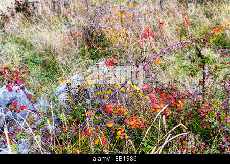 Vista autunnale del Krizevac (Cross) montagna a Medjugorje in Bosnia ed Erzegovina: marroncina alberi, erbe infestanti verdi, arancione e giallo di foglie e di rocce grigie Foto Stock