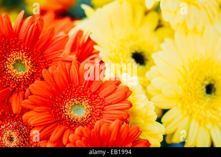 Immagine di sfondo di bel rosso e giallo fiori a margherita gerbera. Tonica Instant Photo Foto Stock