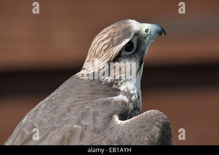 Lanner Falcon - Falco biarmicus Closeup della testa Foto Stock