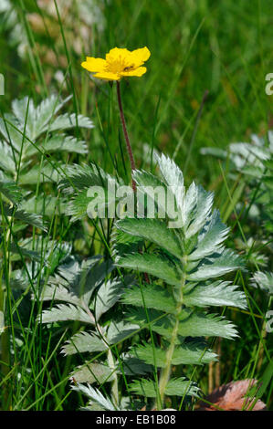 Silverweed - Potentilla anserina unico fiore e foglie Foto Stock