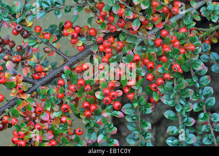Parete Cotoneaster - Cotoneaster horizontalis arbusto Giardino con bacche rosse Foto Stock