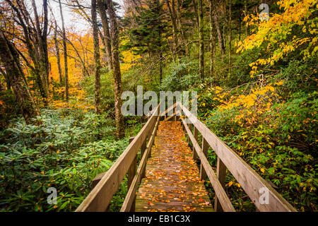 Colore di autunno e ponte sul sentiero Tanawha, lungo la Blue Ridge Parkway, Nord Carolinal Foto Stock