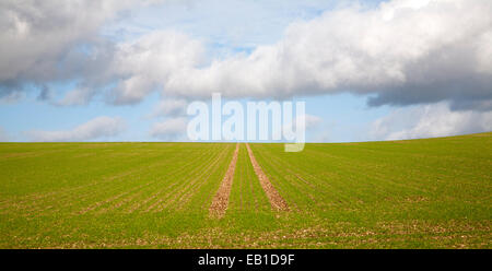 Le linee in salita verso il cielo in un campo di cereali invernali crop Marlborough Downs, Wiltshire, Inghilterra, Regno Unito Foto Stock