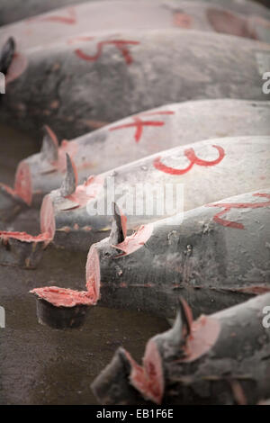 Tokyo centrale mercato all'ingrosso, il Mercato del Pesce di Tsukiji, Tokyo, Giappone Foto Stock