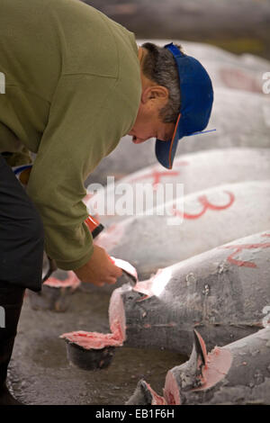 Tokyo centrale mercato all'ingrosso, il Mercato del Pesce di Tsukiji, Tokyo, Giappone Foto Stock