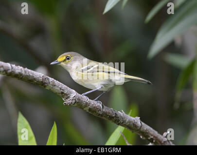 Bermuda bianco-eyed Vireo - Vireo griseus bermudianus Foto Stock