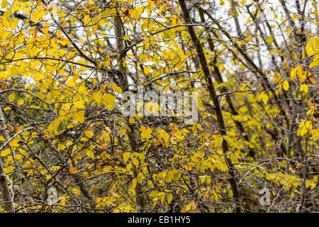 Vista autunnale del Krizevac (Cross) montagna a Medjugorje in Bosnia ed Erzegovina: marroncina alberi, erbe infestanti verdi, arancio e foglie di giallo Foto Stock