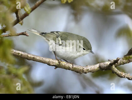 Hume la foglia-trillo - Phylloscopus humei Foto Stock