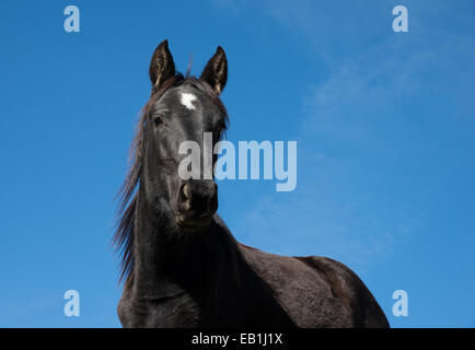 Close up cavallo nero su un cielo blu Foto Stock