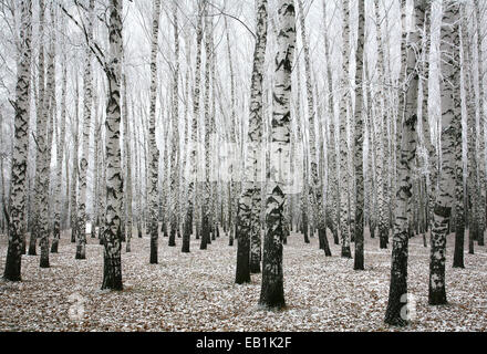 Inverno betulle in autunno Foto Stock