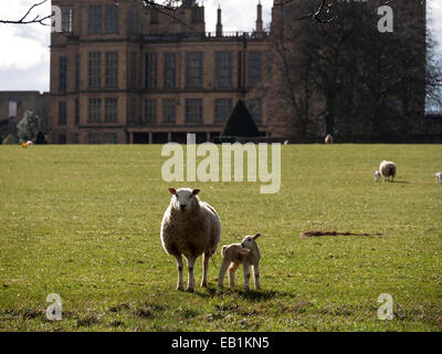 Pecora con agnello presso Hardwick Hall,derbyshire, Regno Unito Foto Stock