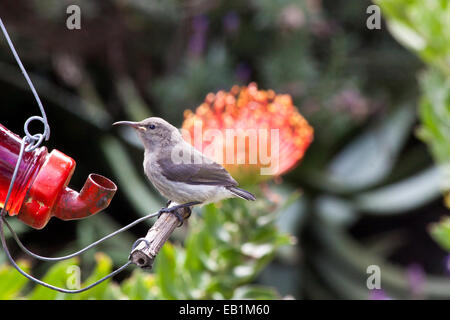 Minor Double-Collared Sunbird (Cinnyris Chalybeus) capretti, eventualmente una femmina Foto Stock