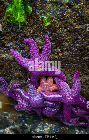 Viola e rosa starfish (Pisaster ochraceus) sulla roccia a bassa marea in Sechelt,British Columbia, Canada Foto Stock