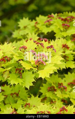 La shirasawa maple (acer shirasawanum 'aureum") Foto Stock