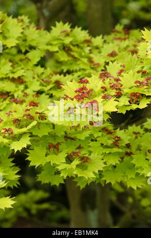 La shirasawa maple (acer shirasawanum 'aureum") Foto Stock