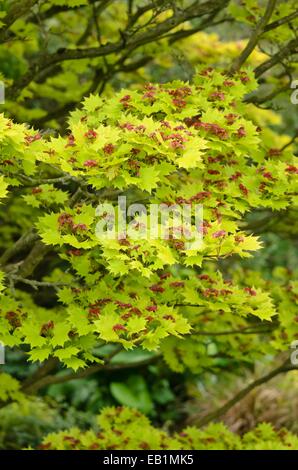 La shirasawa maple (acer shirasawanum 'aureum") Foto Stock