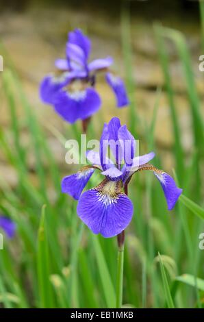 Siberian iris (iris sibirica 'Cesare fratello') Foto Stock