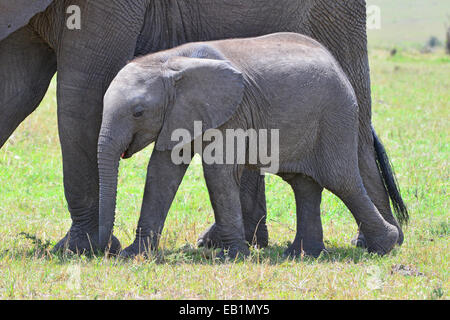 Masai Mara Elephant Foto Stock