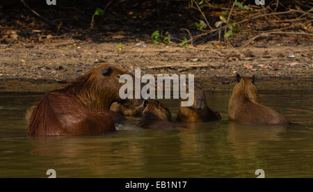 Capibara (Hydrochoerus hydrochaeris) famiglia in acqua Foto Stock