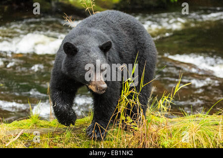 Ketchikan, Alaska Foto Stock