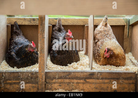 Tre free range galline seduta sulle uova. Foto Stock
