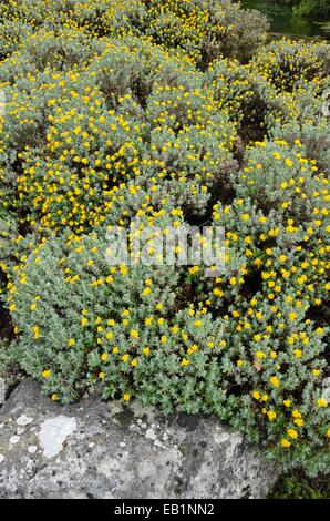 Carta daisy (elicriso splendidum) Foto Stock