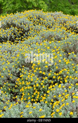 Carta daisy (elicriso splendidum) Foto Stock