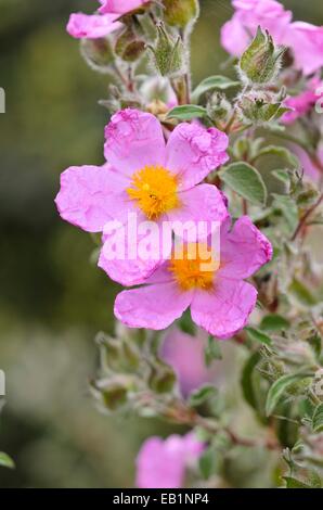 Cretan rock rose (Cistus creticus) Foto Stock