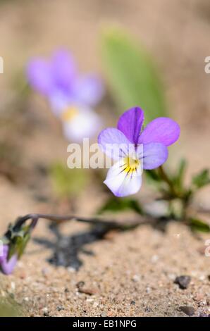 Dune pansy (Viola tricolore subsp. Curtisii) Foto Stock