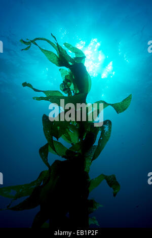 Silouette di kelp gigante incorniciata contro il sole e sunray in acqua chiara Foto Stock