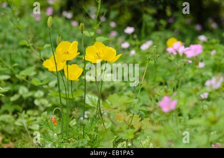 Welsh poppy (meconopsis cambrica) Foto Stock