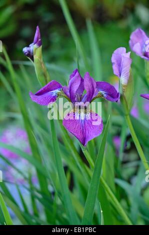 Siberian iris (iris sibirica 'ewen') Foto Stock