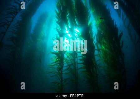 Splendidi fondali kelp forest in acqua chiara mostra i raggi del sole penetrano il gigante piante. Foto Stock