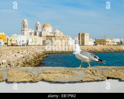 Un gabbiano camminando in Paseo Campo del Sur (cattedrale di Cadice chiamato La Catedral Vieja de Cadiz o Iglesia de Santa Cruz). Cadice. Andal Foto Stock