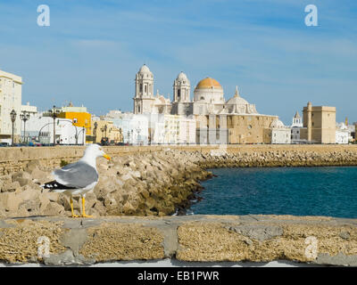 Un gabbiano nel Paseo Campo del Sur (cattedrale di Cadice chiamato La Catedral Vieja de Cadiz o Iglesia de Santa Cruz). Cadice. Andalusia, Sp Foto Stock