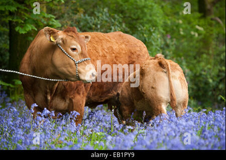 Limousin mucca con vitello in un bosco radura piena di bluebell fiori in tarda primavera. Cumbria, Regno Unito. Foto Stock