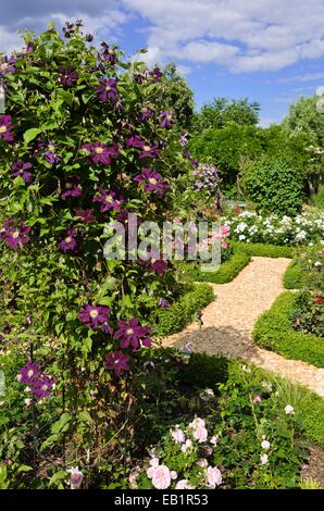 Clematis (Clematis) e le rose (rosa) in un giardino di rose. design: marianne e detlef lüdke Foto Stock