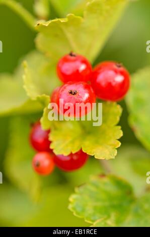 Ribes alpino (ribes alpinum) Foto Stock