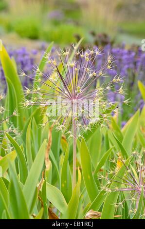 Stella della Persia (allium christophii) Foto Stock