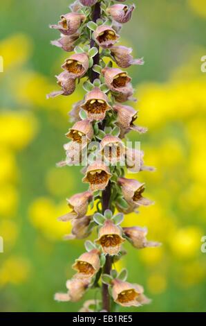 Rusty foxglove (Digitalis ferruginea subsp. schischkinii) Foto Stock