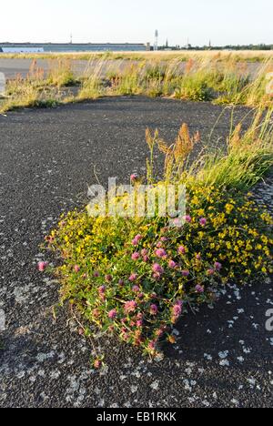 Trifoglio rosso (Trifolium pratense), Common Bird's-piede-lupolina (Lotus corniculatus) aspro e dock (Rumex acetosa) a ex Berlino Tempelhof, Foto Stock