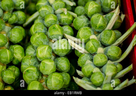 I germogli che crescono su steli, fattoria fresco in un mercato in stallo Foto Stock