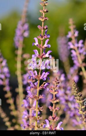 Prato meridionale SALVIA (salvia virgata) Foto Stock