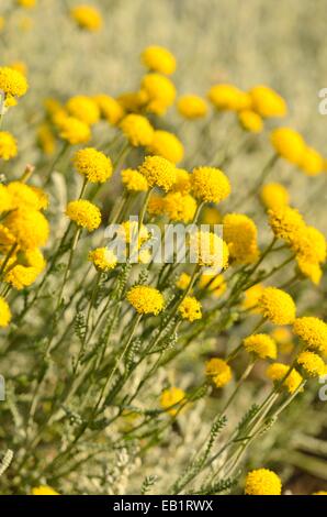 Lavanda cotone (santolina chamaecyparissus) Foto Stock