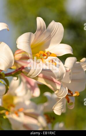 Regal lily (lilium regale) Foto Stock